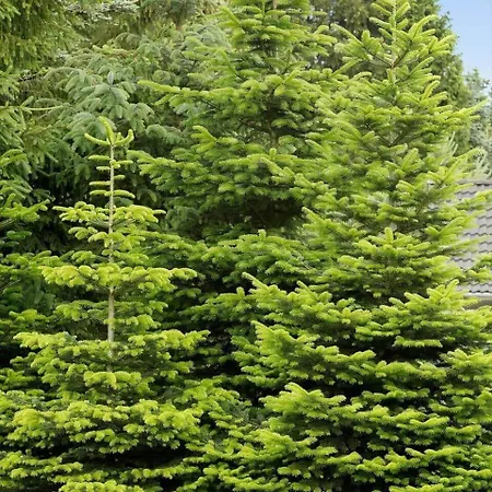 Prázdninový dům 0660-toftlund-vestskoven-8 Toftlund