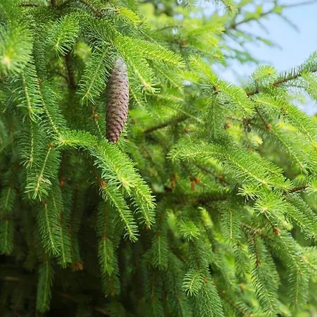 0660-toftlund-vestskoven-8 Prázdninový dům *