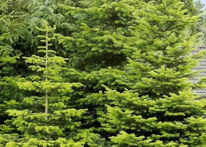 Prázdninový dům 0660-toftlund-vestskoven-8 Toftlund