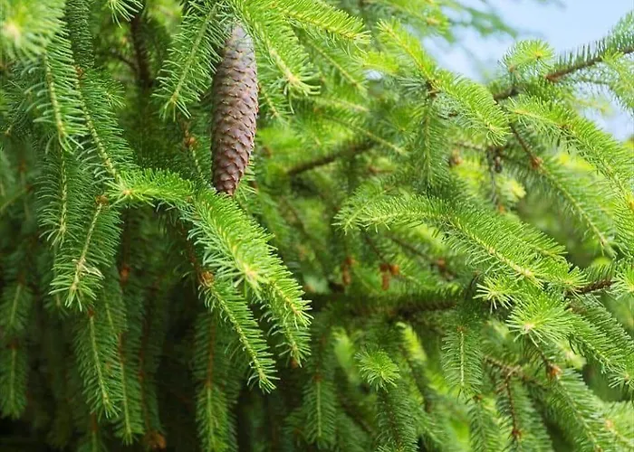 0660-toftlund-vestskoven-8 * Toftlund